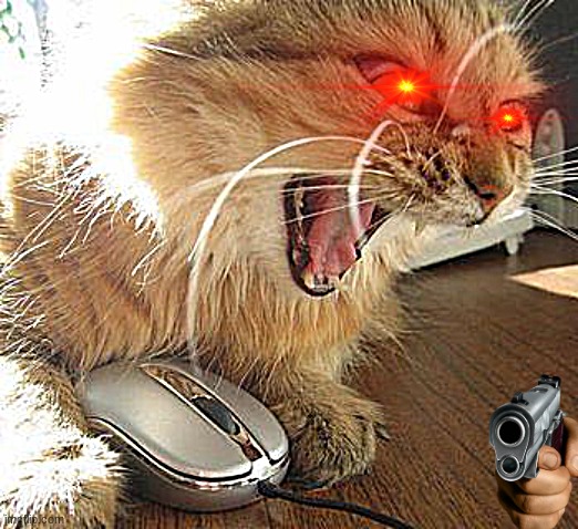 angry cat | image tagged in angry cat | made w/ Imgflip meme maker