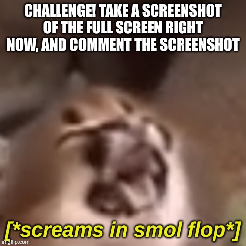 e | CHALLENGE! TAKE A SCREENSHOT OF THE FULL SCREEN RIGHT NOW, AND COMMENT THE SCREENSHOT | image tagged in screams in smol flop | made w/ Imgflip meme maker