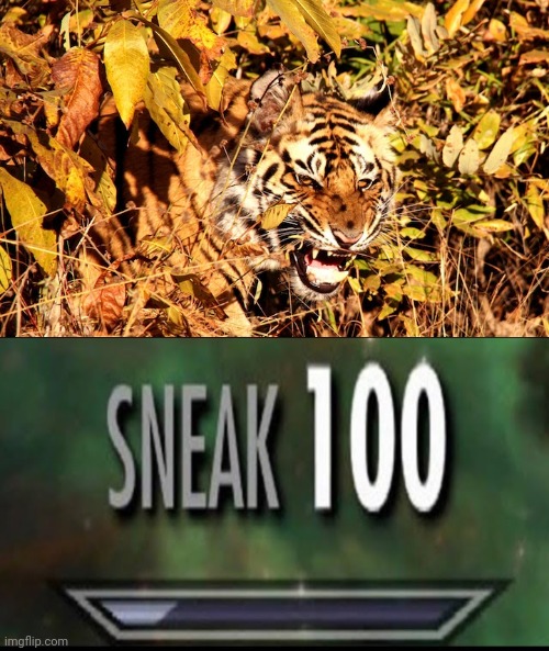 Sneaky roaring tiger | image tagged in sneak 100,i pulled a sneaky,funny,memes,the trickster,tiger | made w/ Imgflip meme maker