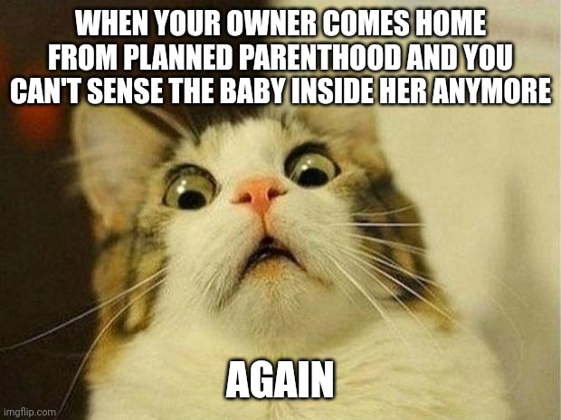 Scared Cat | WHEN YOUR OWNER COMES HOME FROM PLANNED PARENTHOOD AND YOU CAN'T SENSE THE BABY INSIDE HER ANYMORE; AGAIN | image tagged in memes,scared cat | made w/ Imgflip meme maker