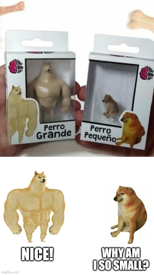 MEME TOYS |  WHY AM I SO SMALL? NICE! | image tagged in memes,buff doge vs cheems,cheems,toys | made w/ Imgflip meme maker