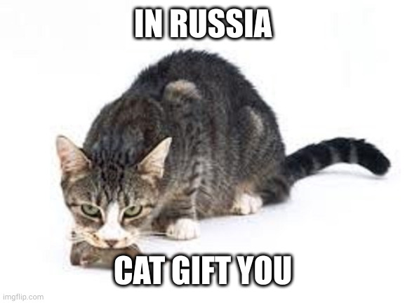 Cat Gift2 | IN RUSSIA CAT GIFT YOU | image tagged in cat gift2 | made w/ Imgflip meme maker