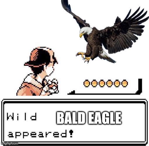 Wild Bald Eagle Appeared | BALD EAGLE | image tagged in blank wild pokemon appears | made w/ Imgflip meme maker