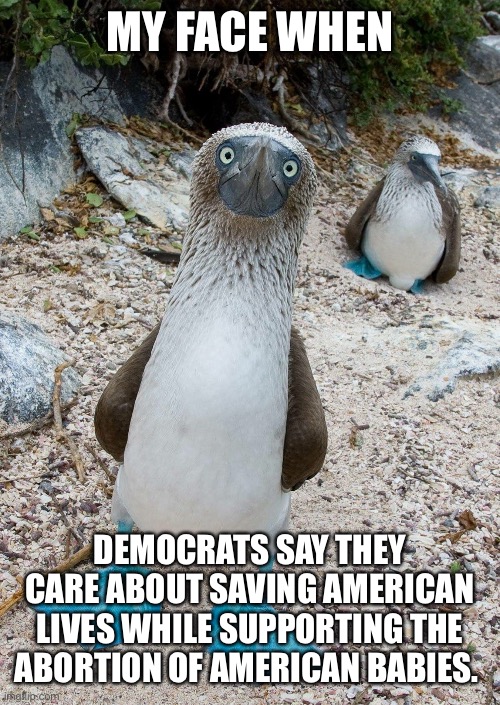 Unimpressed Booby | MY FACE WHEN; DEMOCRATS SAY THEY CARE ABOUT SAVING AMERICAN LIVES WHILE SUPPORTING THE ABORTION OF AMERICAN BABIES. | image tagged in abortion,democrats | made w/ Imgflip meme maker