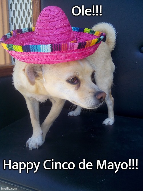 Ole!!! |  Ole!!! Happy Cinco de Mayo!!! | image tagged in cinco de mayo,murphy,hates,wearing,hats | made w/ Imgflip meme maker