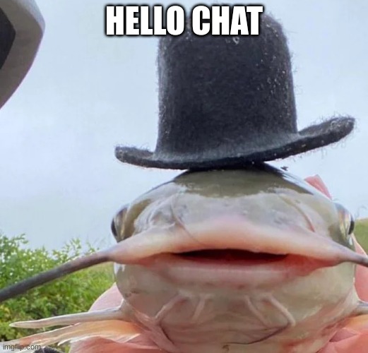 catfish drip | HELLO CHAT | image tagged in catfish drip | made w/ Imgflip meme maker