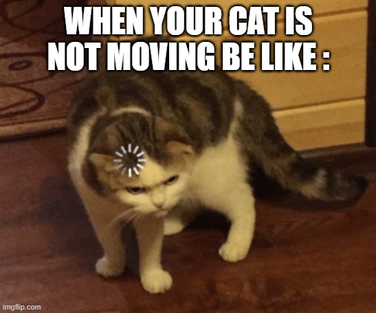 lag kitty | WHEN YOUR CAT IS NOT MOVING BE LIKE : | image tagged in lag means flag,lol,bruh | made w/ Imgflip meme maker
