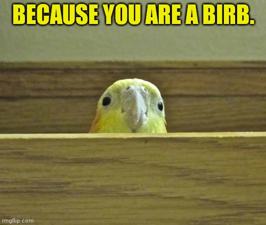 The Birb | BECAUSE YOU ARE A BIRB. | image tagged in the birb | made w/ Imgflip meme maker