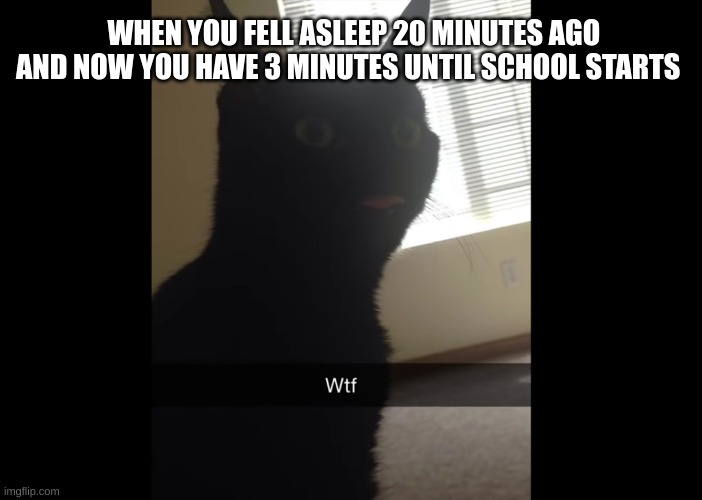 wtf | WHEN YOU FELL ASLEEP 20 MINUTES AGO AND NOW YOU HAVE 3 MINUTES UNTIL SCHOOL STARTS | image tagged in cat | made w/ Imgflip meme maker