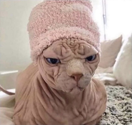 High Quality Cat in Hat Blank Meme Template
