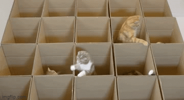 Cat box office - Imgflip