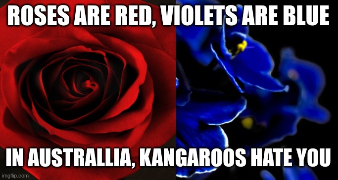Roses are Red, Violets are Blue. | ROSES ARE RED, VIOLETS ARE BLUE; IN AUSTRALLIA, KANGAROOS HATE YOU | image tagged in roses are red violets are blue | made w/ Imgflip meme maker