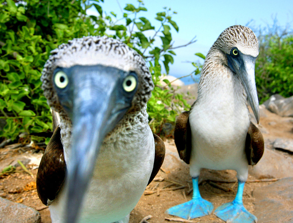 High Quality Blue footed boobies Blank Meme Template