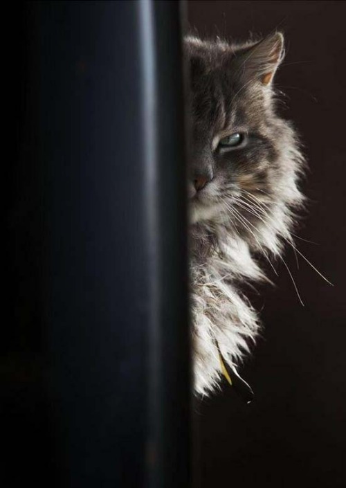 Suspicion ! | image tagged in cats,suspicious cat | made w/ Imgflip meme maker