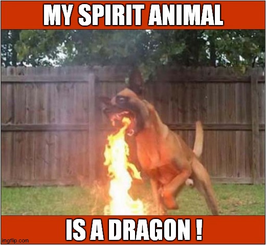 Fire Breathing Dog ! | MY SPIRIT ANIMAL; IS A DRAGON ! | image tagged in dogs,spirit animal,dragon,fire | made w/ Imgflip meme maker