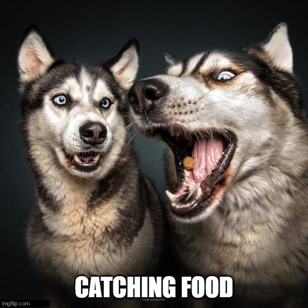 .......... | image tagged in dogs | made w/ Imgflip meme maker
