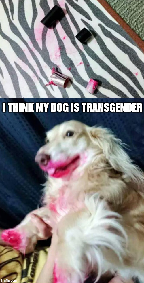 I THINK MY DOG IS TRANSGENDER | image tagged in dogs | made w/ Imgflip meme maker