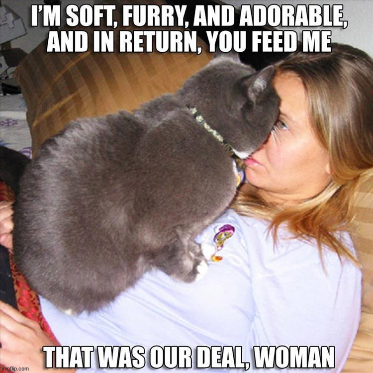 image tagged in cats | made w/ Imgflip meme maker