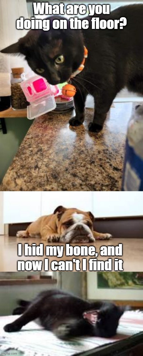 Don't lose anything otherwise you will be like this dog. | What are you doing on the floor? I hid my bone, and now I can't I find it | image tagged in dog,cat,funny,funny memes,funny meme | made w/ Imgflip meme maker