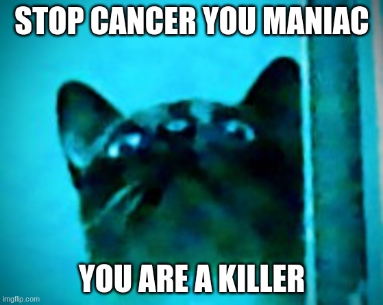 stan cat | STOP CANCER YOU MANIAC; YOU ARE A KILLER | image tagged in stan cat | made w/ Imgflip meme maker