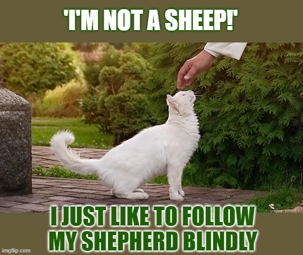 This #lolcat wonders if people actually know what the definition of 'sheep' is. | 'I'M NOT A SHEEP!'; I JUST LIKE TO FOLLOW
MY SHEPHERD BLINDLY | image tagged in sheep,sheeple,lolcat,think about it | made w/ Imgflip meme maker
