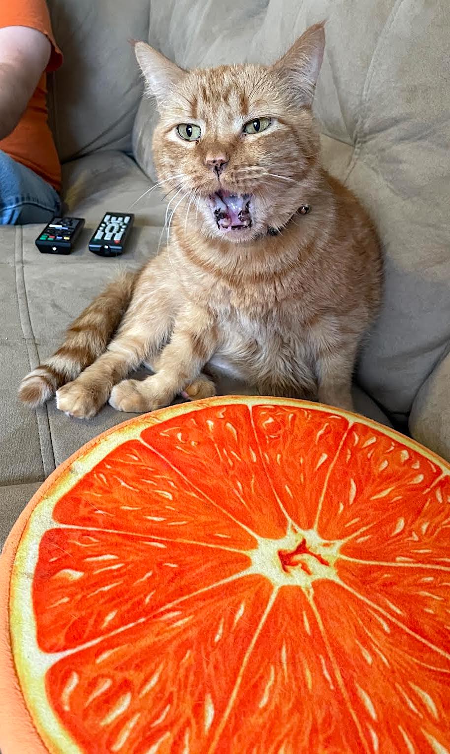 High Quality Yawning cat Blank Meme Template