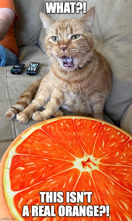 WHAT?! | WHAT?! THIS ISN'T A REAL ORANGE?! | image tagged in yawning cat,funny cat,memes | made w/ Imgflip meme maker