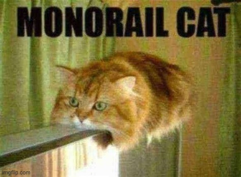Pass the infrastructure bill! | image tagged in monorail cat | made w/ Imgflip meme maker