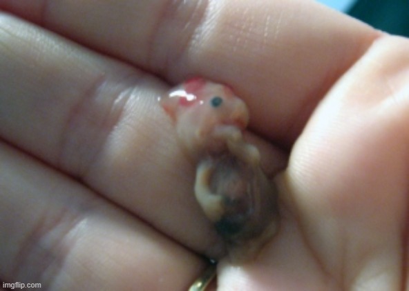6 week old fetus | image tagged in 6 week old fetus | made w/ Imgflip meme maker