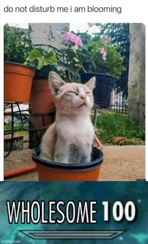 Do not disturb | image tagged in wholesome 100,wholesome,cats,plants,cute | made w/ Imgflip meme maker