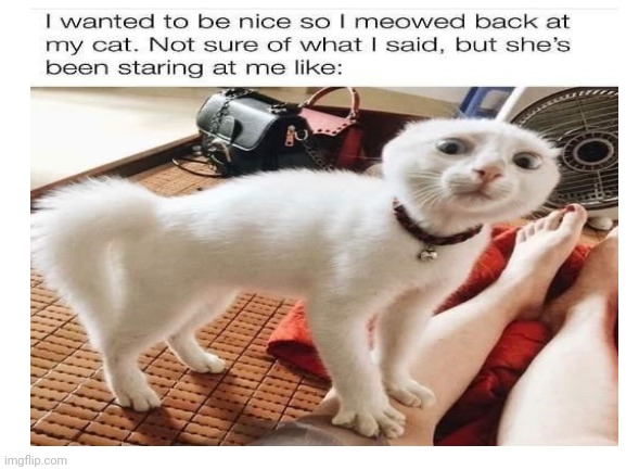 lmao | image tagged in cat | made w/ Imgflip meme maker