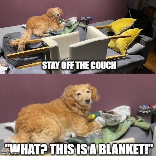 Dog stay off the couch! What Couch this is a Blanket! | STAY OFF THE COUCH; "WHAT? THIS IS A BLANKET!" | image tagged in funny dogs,dog meme,dog | made w/ Imgflip meme maker