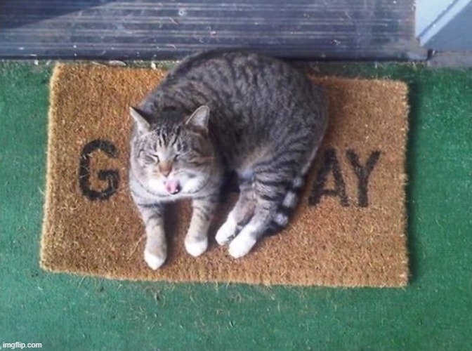 LMAO | image tagged in gay,cat,yawn,meow | made w/ Imgflip meme maker