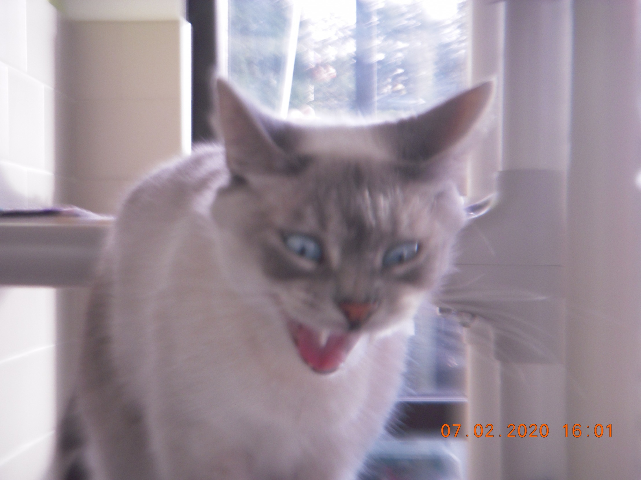 High Quality Cat Yawning Blank Meme Template