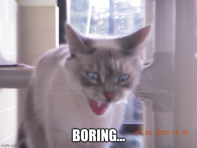 "Boring" |  BORING... | image tagged in cat yawning | made w/ Imgflip meme maker