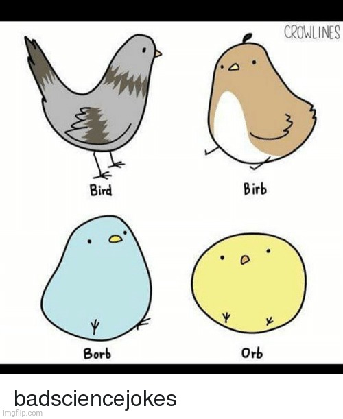 Borb | image tagged in borb | made w/ Imgflip meme maker