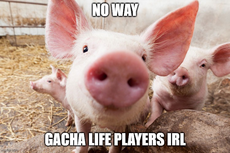 GACHA LIFE PLAYERS IRL *NOT CLICKBAIT* | NO WAY; GACHA LIFE PLAYERS IRL | image tagged in pig | made w/ Imgflip meme maker