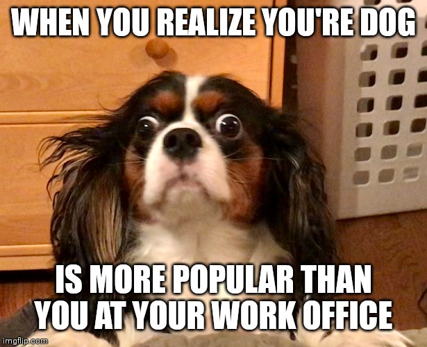 Charlotte | WHEN YOU REALIZE YOU'RE DOG; IS MORE POPULAR THAN YOU AT YOUR WORK OFFICE | image tagged in charlotte | made w/ Imgflip meme maker