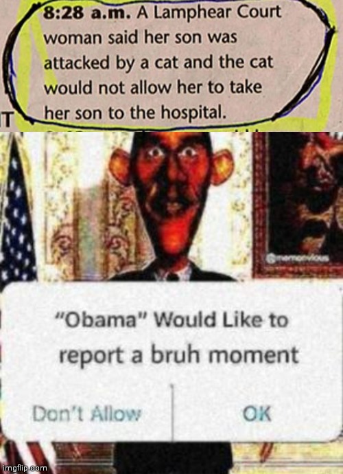 Strict evil cat | image tagged in obama would like to report a bruh moment,cats,cat,news,strict,memes | made w/ Imgflip meme maker