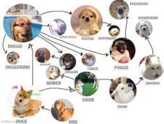 The chart of doggos | image tagged in memes,dogs,chart | made w/ Imgflip meme maker