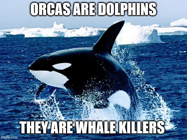 orca | ORCAS ARE DOLPHINS; THEY ARE WHALE KILLERS | image tagged in orca | made w/ Imgflip meme maker