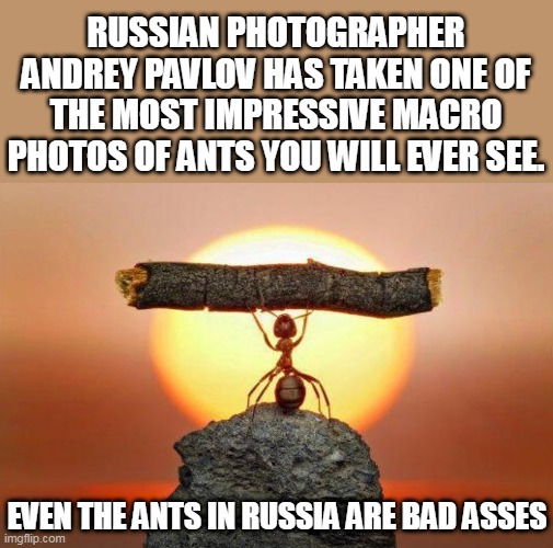  RUSSIAN PHOTOGRAPHER ANDREY PAVLOV HAS TAKEN ONE OF THE MOST IMPRESSIVE MACRO PHOTOS OF ANTS YOU WILL EVER SEE. EVEN THE ANTS IN RUSSIA ARE BAD ASSES | image tagged in russia,ants,russian,photography,photos,nature | made w/ Imgflip meme maker
