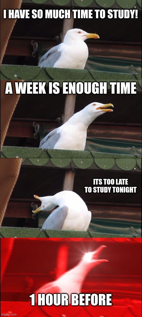 Relatable? | I HAVE SO MUCH TIME TO STUDY! A WEEK IS ENOUGH TIME; ITS TOO LATE TO STUDY TONIGHT; 1 HOUR BEFORE | image tagged in memes,inhaling seagull | made w/ Imgflip meme maker