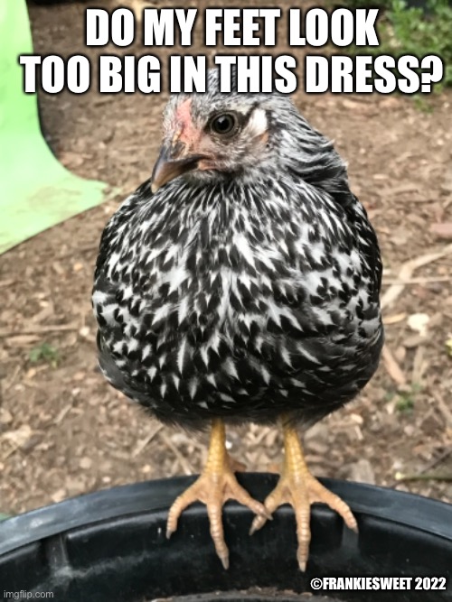 Do I look too big | DO MY FEET LOOK TOO BIG IN THIS DRESS? ©FRANKIESWEET 2022 | image tagged in dress,big,chickens,chick,fashion,pets | made w/ Imgflip meme maker