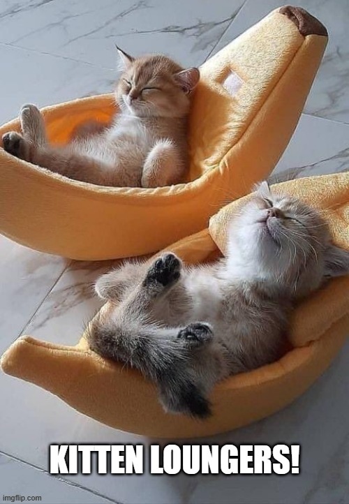 Kitten Loungers | image tagged in cute kittens | made w/ Imgflip meme maker
