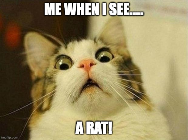 Scared Cat | ME WHEN I SEE..... A RAT! | image tagged in memes,scared cat | made w/ Imgflip meme maker