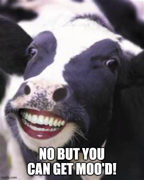 smiling cow | NO BUT YOU CAN GET MOO'D! | image tagged in smiling cow | made w/ Imgflip meme maker