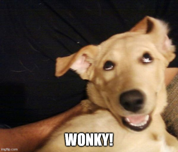Wonky Doggo | WONKY! | image tagged in wonky doggo | made w/ Imgflip meme maker