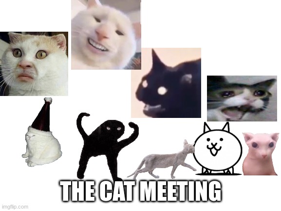 the cat meeting | THE CAT MEETING | image tagged in blank white template,cats,memes,meeting,lol,cursed | made w/ Imgflip meme maker