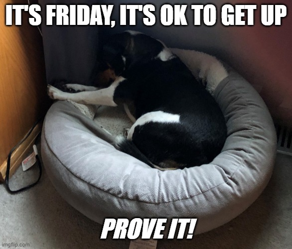 Friday | IT'S FRIDAY, IT'S OK TO GET UP; PROVE IT! | image tagged in crazy frankie | made w/ Imgflip meme maker